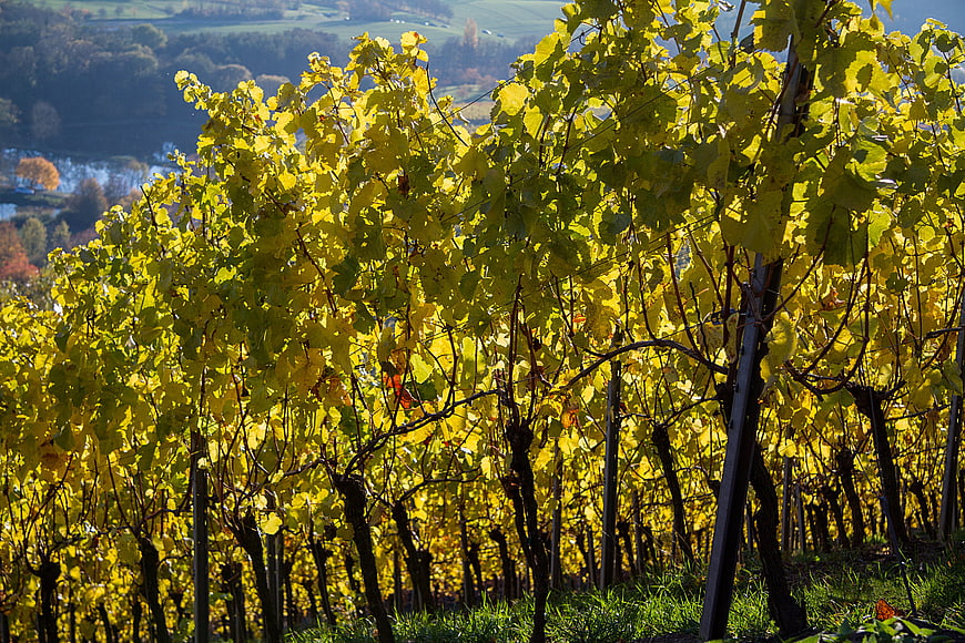 Golden autumn vineyard with yellow grape leaves and rolling hills