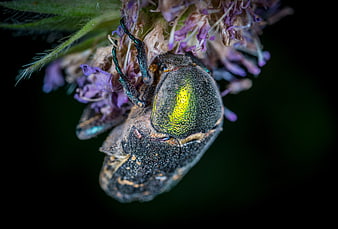 Macro close-up of iridescent beetle on purple flower