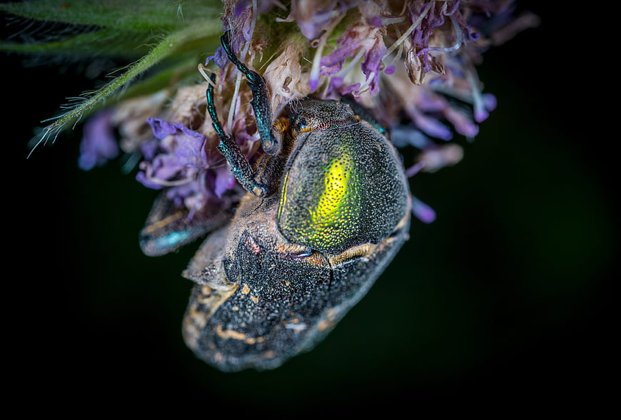Macro close-up of iridescent beetle on purple flower