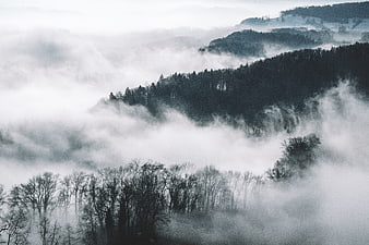 Misty forest landscape with fog rolling over hills