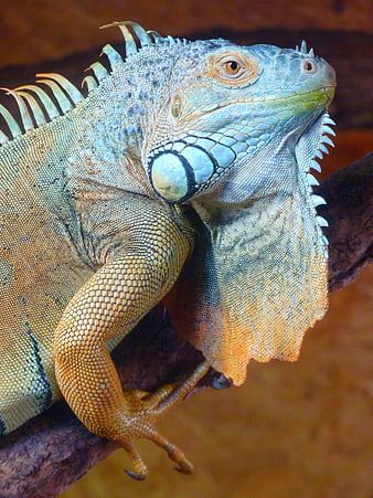 Close-up of a colorful iguana perched on a branch