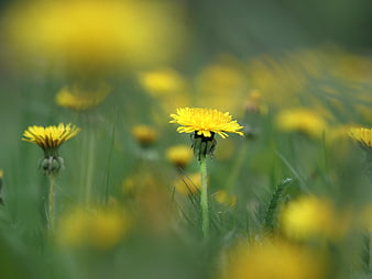 Close-up of a yellow dandelion in a green meadow