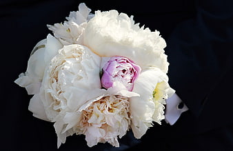 White Peony Wedding Bouquet With Pink Accent On Black Background