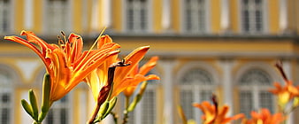 Vibrant Orange Daylilies in Front of Blurred Yellow Building