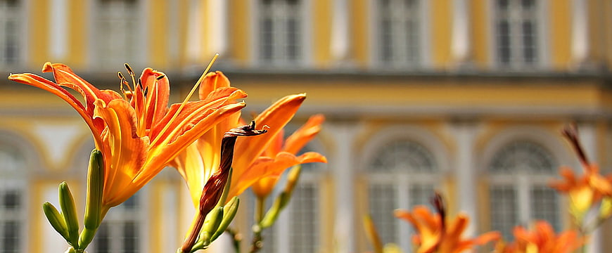 Vibrant Orange Daylilies in Front of Blurred Yellow Building