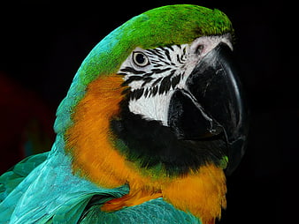 Close-up portrait of a colorful macaw parrot head