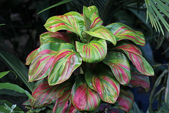 Vibrant Aglaonema Plant with Red and Green Leaves