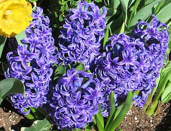 Vibrant purple hyacinth flowers blooming in spring garden