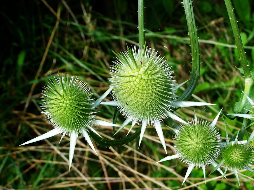 Close-up of Green Teasel Seed Heads in Meadow
