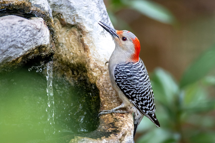 Red-bellied Woodpecker Perched on Stone Fountain
