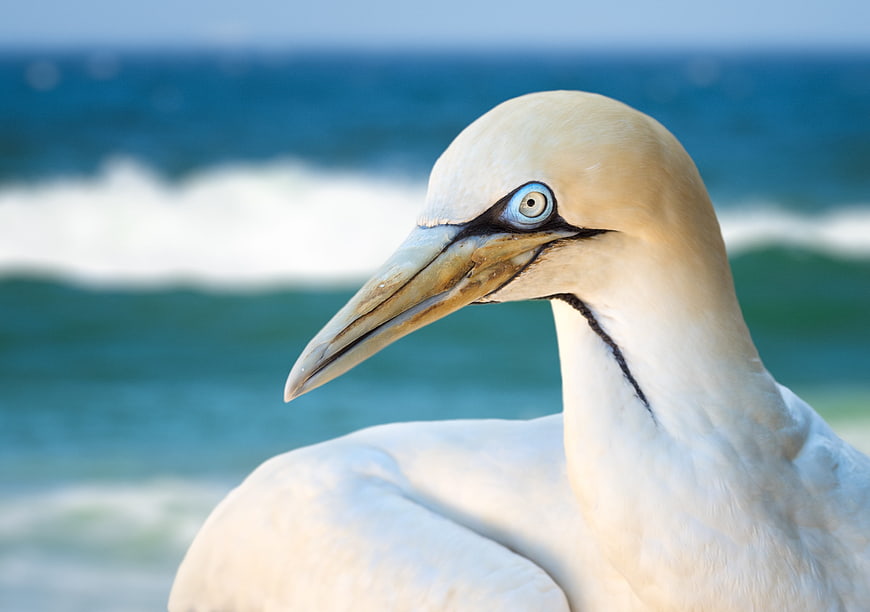Close-up portrait of a Northern Gannet bird with blue eyes