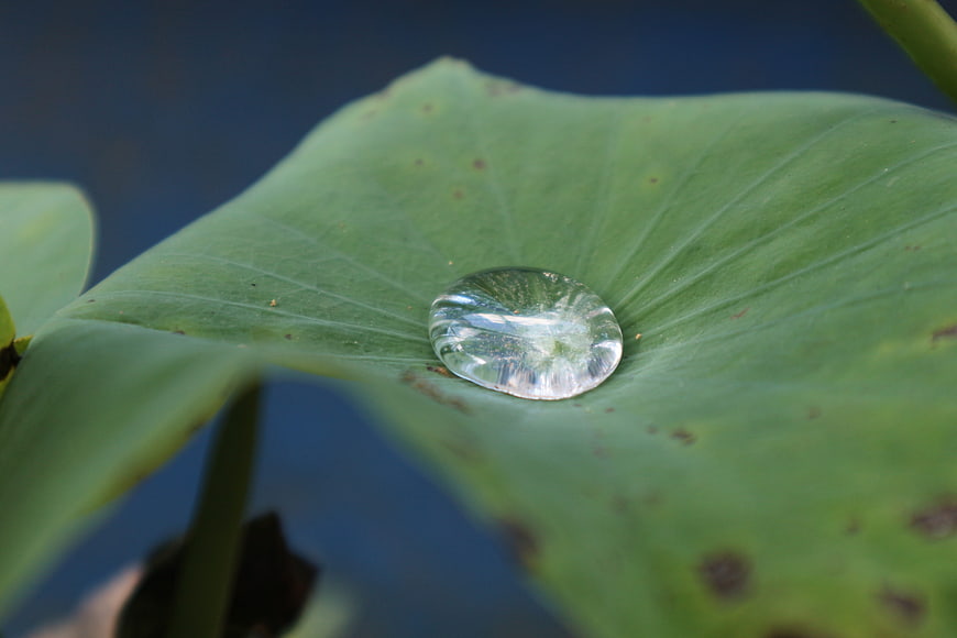 Macro shot of water droplet on green lotus leaf