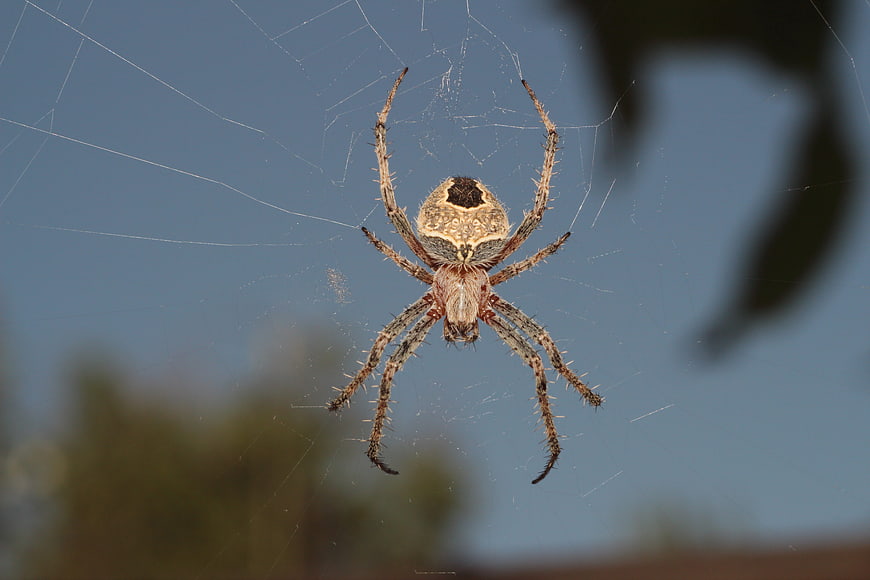 Close-up of a Garden Spider on Web Against Blue Sky