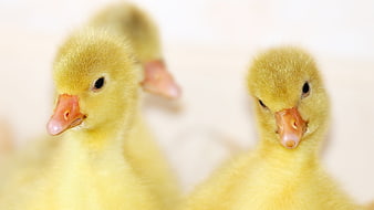 Cute yellow goslings close-up portrait