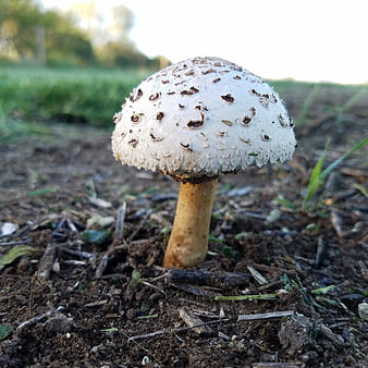 Close-up of a parasol mushroom growing in soil
