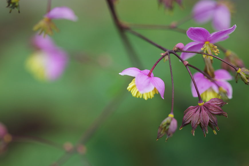 Close-up of delicate pink and yellow wildflowers on green background