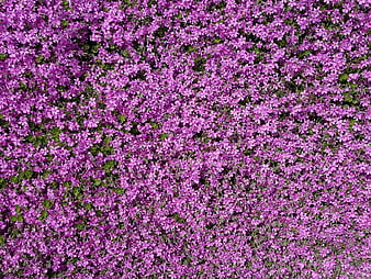 Top View of Purple Phlox Subulata Carpet Flowers