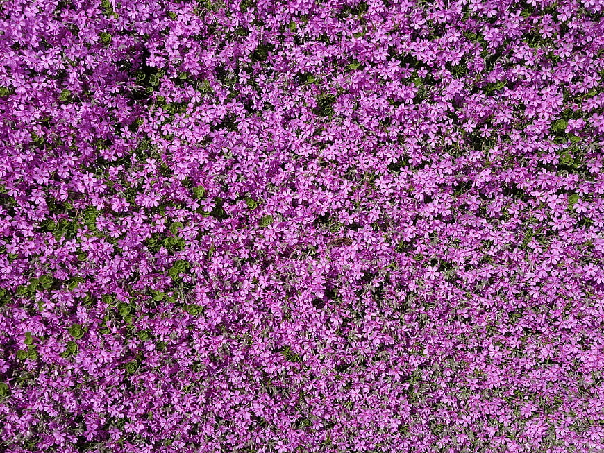 Top View of Purple Phlox Subulata Carpet Flowers