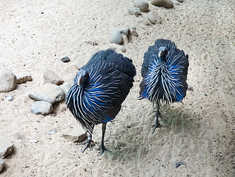 Two Vulturine Guineafowl Standing on Sandy Ground