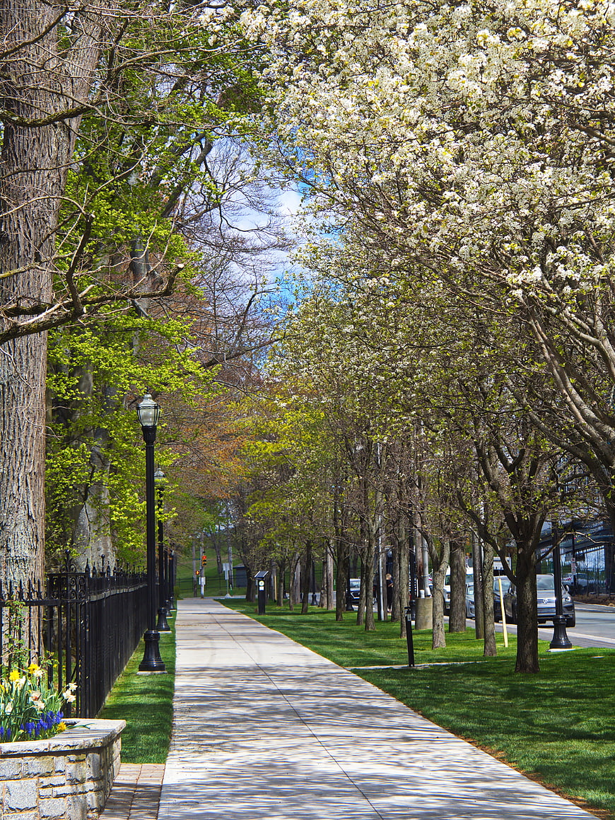 Sunny Spring Sidewalk Lined with Blooming Trees and Green Grass