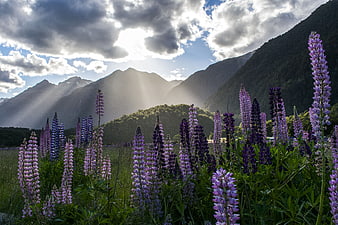 Purple Lupine Flowers in Mountain Valley with Sunbeams