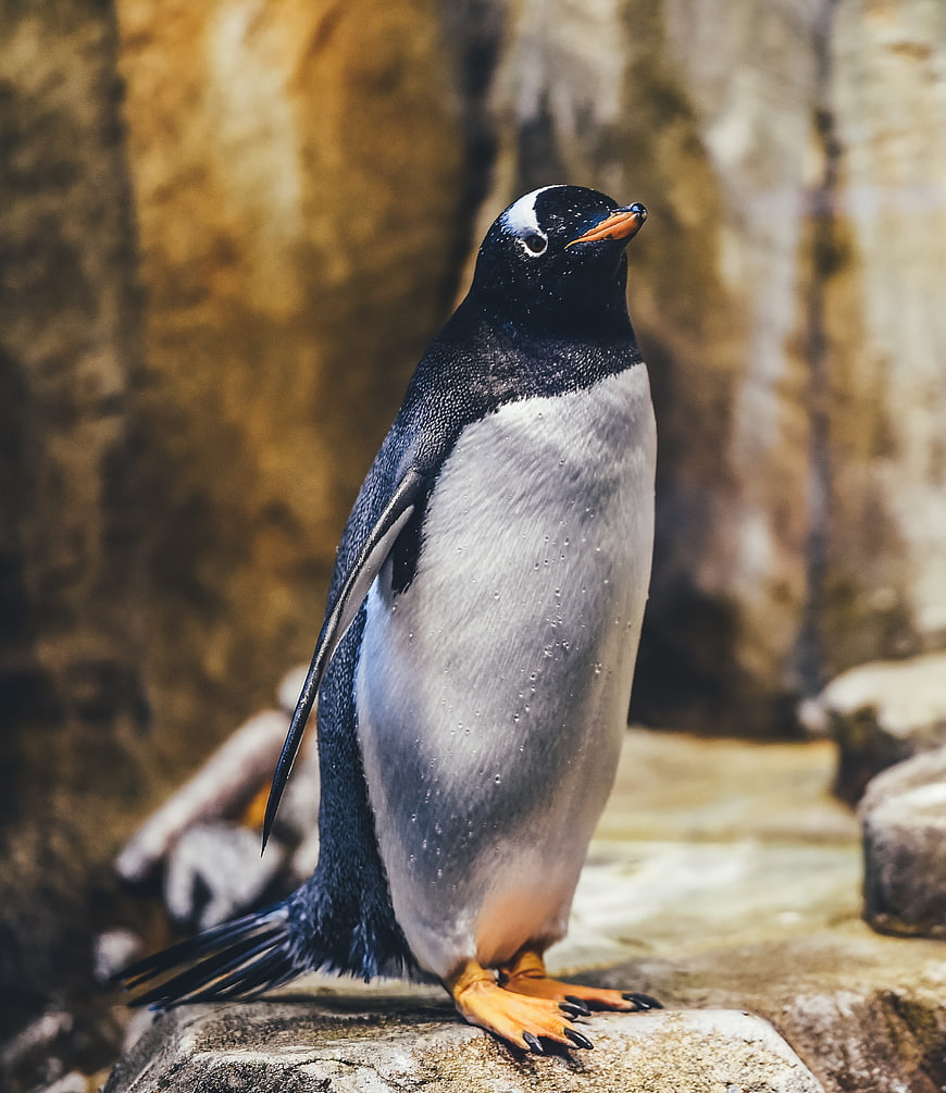 Portrait of a Gentoo Penguin Standing on a Rock