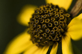 Macro Close-Up of Yellow Flower Center with Dark Details