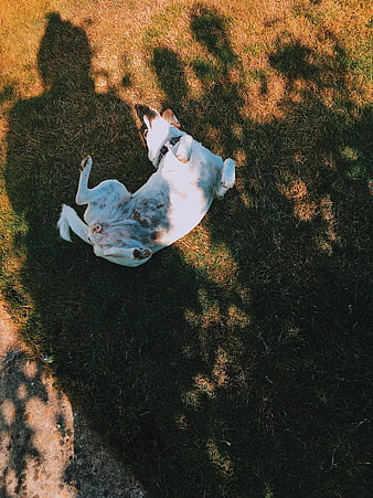 White dog rolling on back in grassy sunlight