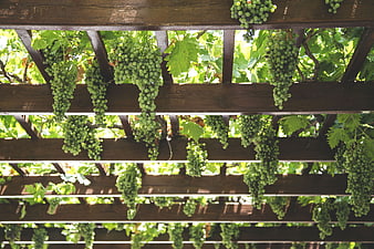 Green grapes hanging from wooden pergola trellis