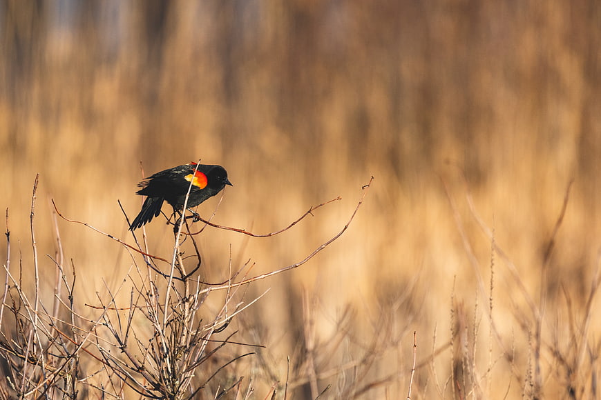 Red-winged Blackbird Perched on Dry Branch in Nature