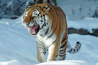 Siberian Tiger Roaring in Snowy Winter Forest