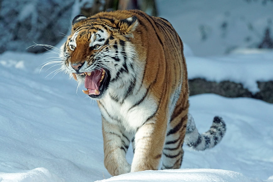 Siberian Tiger Roaring in Snowy Winter Forest
