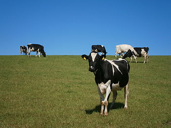 Black and white cow standing in green pasture with herd