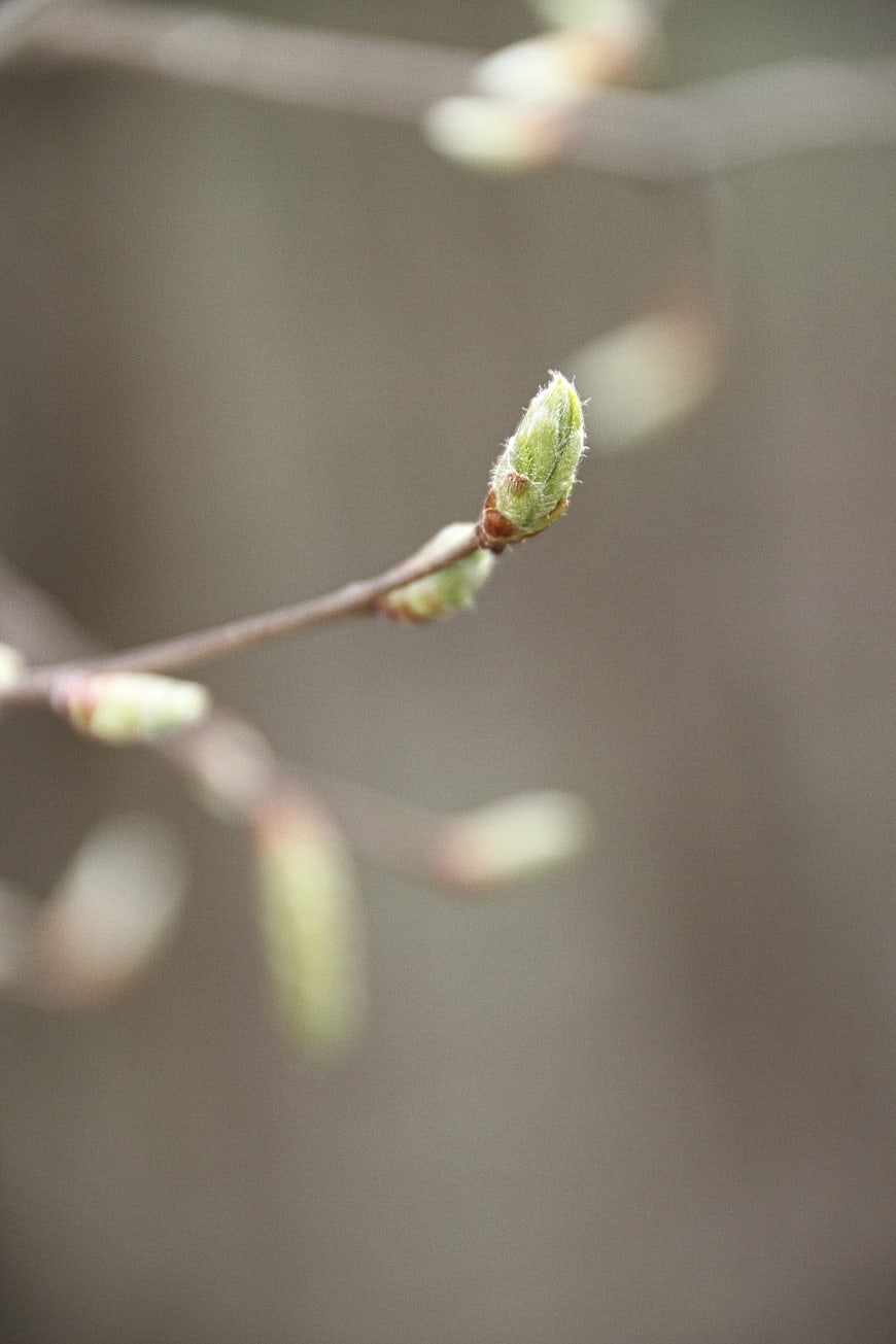 Close-up of a green tree bud on a branch in spring