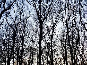 Silhouettes of Bare Winter Trees Against Blue Sky