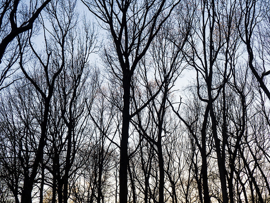 Silhouettes of Bare Winter Trees Against Blue Sky