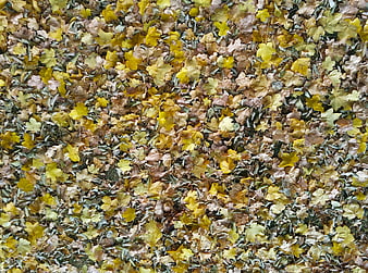Top view of yellow and brown autumn leaves texture background