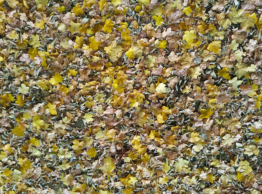 Top view of yellow and brown autumn leaves texture background