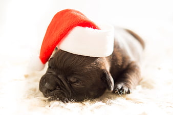 Sleeping Black Puppy Wearing Red Santa Hat on White Blanket