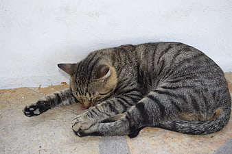 Sleeping tabby cat curled up on stone floor