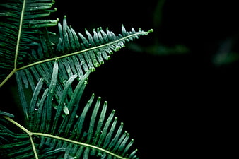 Close-up of Green Fern Fronds with Water Droplets on Black Background