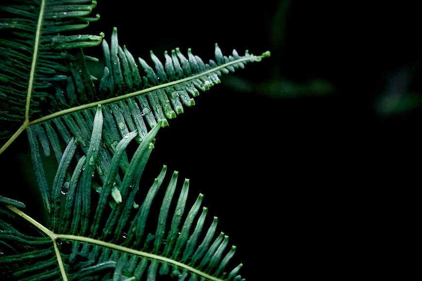 Close-up of Green Fern Fronds with Water Droplets on Black Background