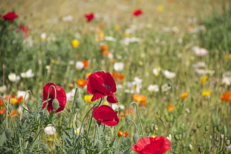 Vibrant Red Poppies in a Wildflower Meadow