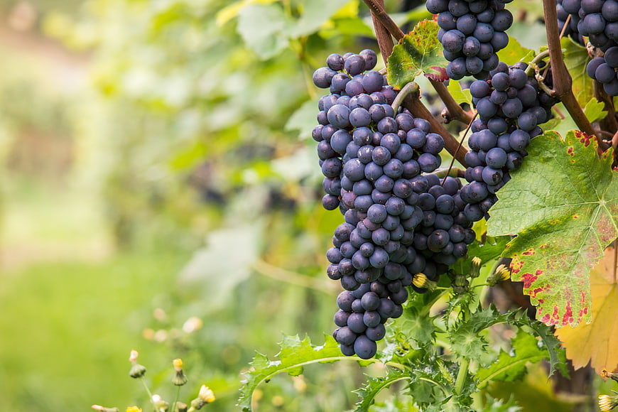 Ripe Purple Grapes Hanging on Vine in Autumn Vineyard