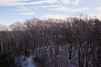 Winter Forest Landscape with Snow-Covered Trees and Blue Sky
