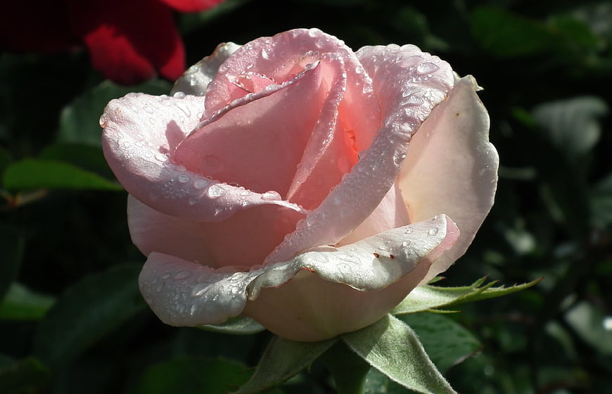 Close-up of a pink rose with water droplets