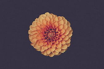 Orange Dahlia Flower on Dark Purple Background