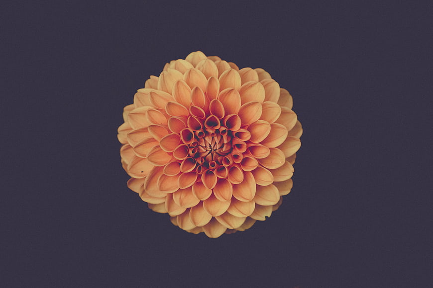 Orange Dahlia Flower on Dark Purple Background