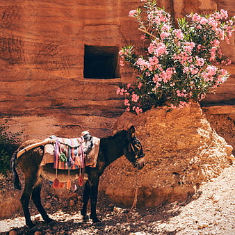 Donkey with colorful saddle near pink flowers in Petra