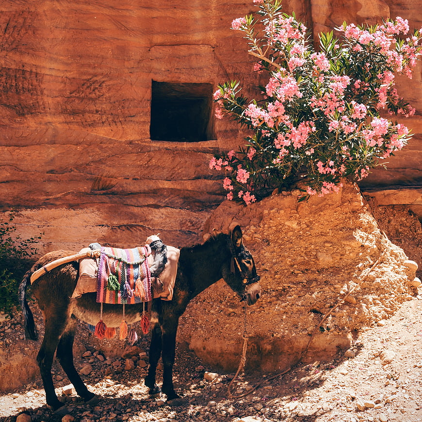 Donkey with colorful saddle near pink flowers in Petra